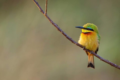Pygmy Bee-eater, (Merops pusillus), on perch, Africa, South Africa, KwaZulu-Natal, Bee-eater