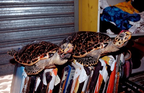 Sea turtles as souvenirs, Eretmochelys imbricata, Punta Cana, Caribbean, Dominican Republic,