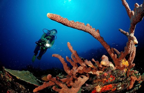 Diver and tube sponge, Aplysinia lacunosa, Catalina, Caribbean Sea, Dominican Republic, Central