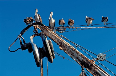 Pelican, Pelicans on fishing boat, Pelecanus occidentalis, Costa Rica, South America, Pacific