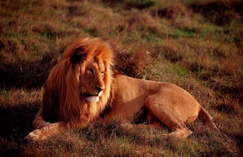 Male lion, lion, Panthera leo, South Africa, Schotia Game Park, Africa