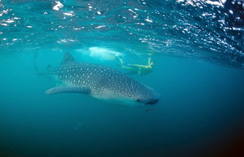 Whale shark and snorkeller, Rhincodon thypus, Thailand, Asia, Indian Ocean, Asia