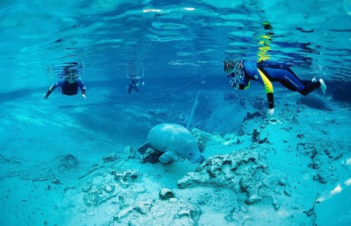 Round-tailed manatee and snorkeller, Trichechus manatus latirostris, USA, Florida, FL, Crystal