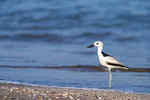 Heroncatcher, (Dromas ardeola), animals, birds, biotope, habitat, foraging, waters, As Sawadi, Al