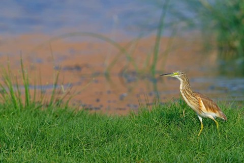 Squacco heron, heron, animals, birds, biotope, foraging, (Ardeola ralloides), Lesbos, Salalah,