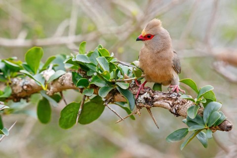 Red-tailed Mousebird, (Urocolius indicus), on perch, Africa, South Africa, KwaZulu-Natal, Mkuze