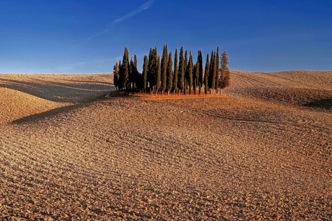 Landscape, cypresses, group of trees near Montalcino, blue sky, Tuscany, Italy, Toskana, Italy,