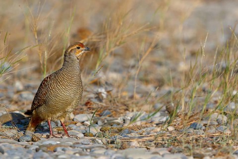 Quail francolin, (Francolinus pondicerianus), chicken bird species, francolin family, animals,