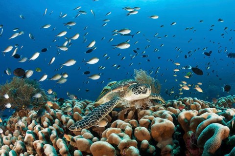 Green turtle, Chelonia mydas, Raja Ampat, West Papua, Indonesia, Asia