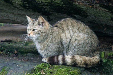 European wildcat (Felis sylvestris), Weilburg Zoo Federal Republic of Germany