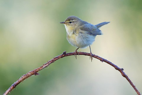 Willow Warbler, Willow Warbler, Phylloscopus trochilus, Pouillot fitis, Mosquitero Musical,