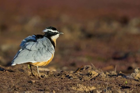 Crocodile-bird, (Pluvianus aegytpticus), Crocodile-bird, Egyptian Plover, Pluvian fluviatile,