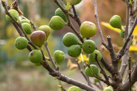 True fig (Ficus carica 'Brown Turkey'), Cambridge Botanical Garden, Czech Republic, Europe
