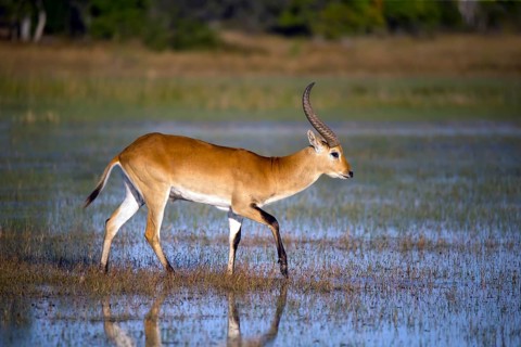 Red hartebeest, Africa, Botswana, (Kobus leche), Okovango Delta, Africa