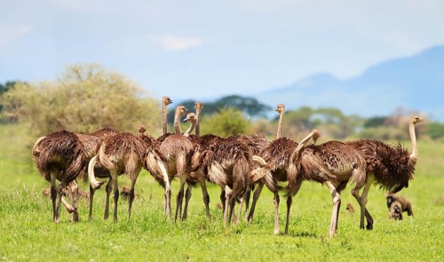 A group of Ostrich, Africa, Tanzania, (Struthio camelus), Animal, Animals, Bird, Birds, Tanzania,