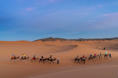Merzouga, Morocco, 9 March, 2024: Berber guide leading a tourist group on a dromedary trek into the