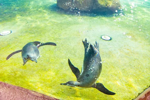 Humboldt Penguins, Dresden, Saxony, Germany, Europe