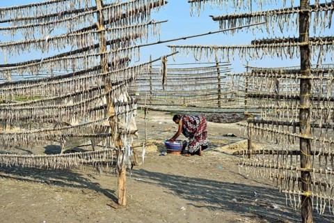 Woman drying fish on beach, Pardi, Valsad, Gujarat, India, Asia