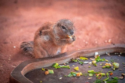 A ground squirrel (Xerinae) enjoying vegetables on a tray in a sandy environment, Erfurt,