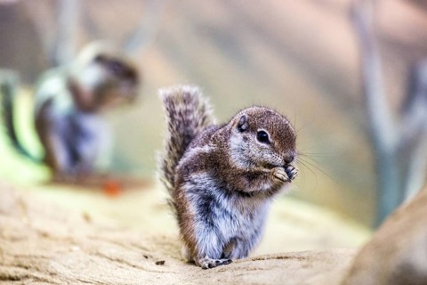 Antelope weasel