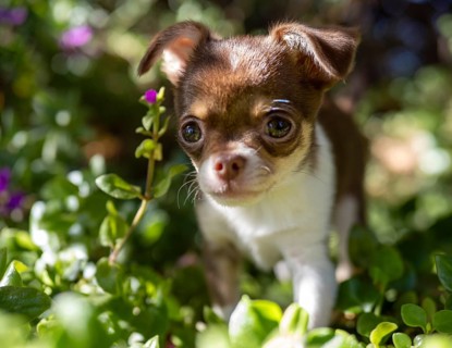 With bright eyes and a sense of wonder, a Chihuahua puppy explores a lush garden, peering through a