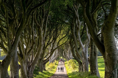 Armoy, United Kingdom, 7 July, 2022: tourists enjoy a visit to the famous The Dark Hedges in