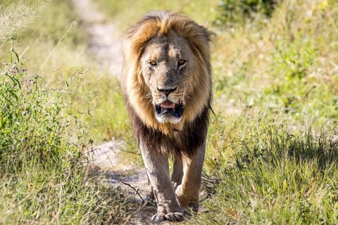 Big male Lion walking towards the camera in the Chobe National Park, Botswana, Africa