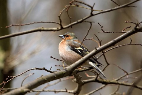 Male chaffinch (Fringilla coelebs)