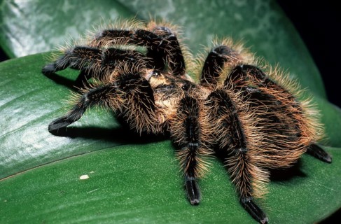 Honduras curly-haired tarantula (Brachypelma albopilosa)