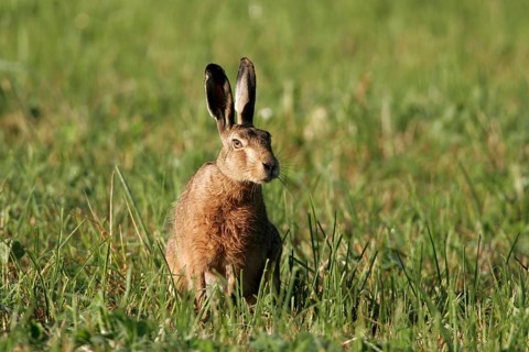 Rabbit, rabbit (Oryctolagus cuniculus)