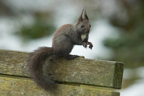 Squirrel (Sciurus vulgaris)