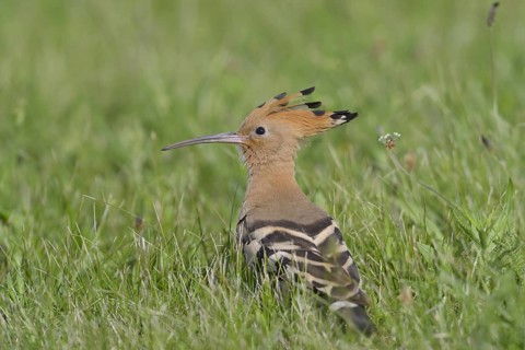 Hoopoe (Upupa epops)