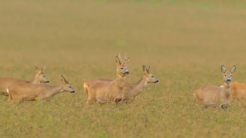 Roe deer (Capreolus capreolus)