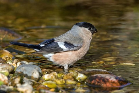 Bullfinch - female at the stream (Pyrrhula pyrrhula)