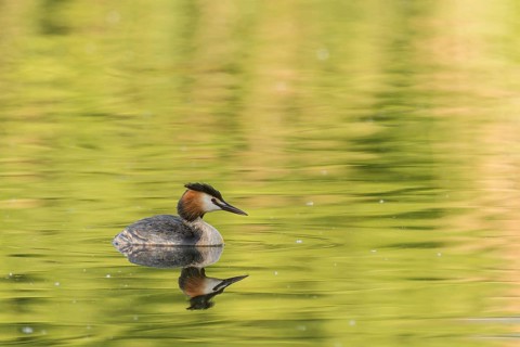 Great Crested Grebe (Podiceps cristatus)