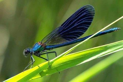 Banded demoiselle - Male (Calopteryx splendens)