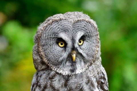 Barred Owl (Strix nebulosa)