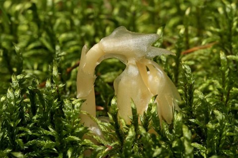 Spruce asparagus (Monotropa hypopitys)