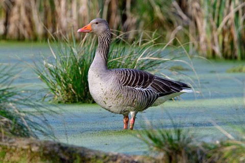 Greylag goose (Anser anser)