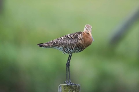 Black-tailed godwit (Limosa limosa)