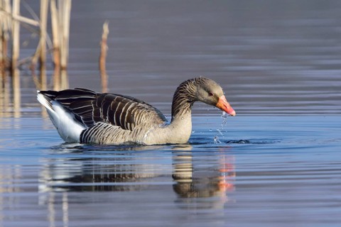 Greylag goose (Anser anser)