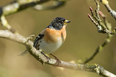 Brambling (Fringilla montifringilla)