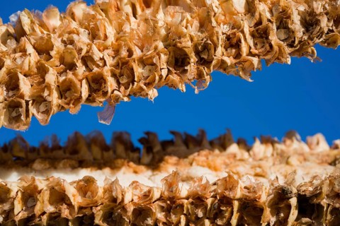 Remains of a corncob