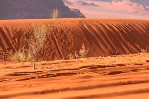 Golden orange desert sand and tree background, Wadi Rum, Jordan, Asia