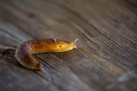 Slug, or land slug. Natural scene from Wisconsin