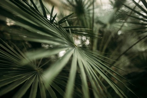 Green palm leaves with bokeh photo effect.