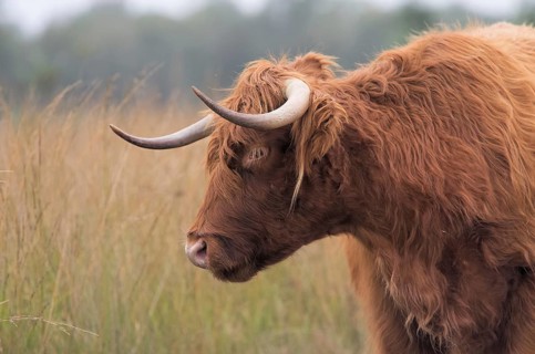 Scottish Highland cow in a nature reserve Scottish Highland cattle in a nature reserve