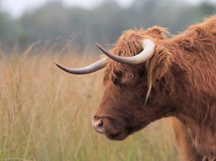 Scottish Highland cow in a nature reserve Scottish Highland cattle in a nature reserve