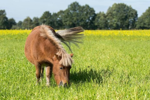 Grazing Shetland pony