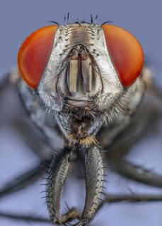 Flesh Fly (Sarcophaga spp.), red eyes